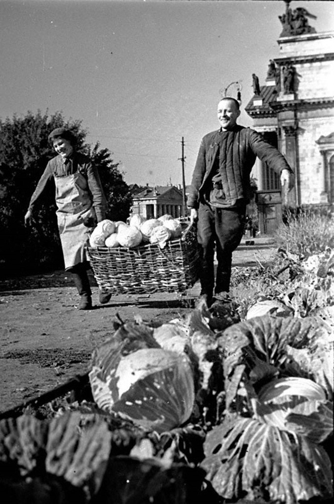 Огороды на Исаакиевской площади. Работники госпиталя Е.Скарионова и М.Бакулин за сбором капусты. 1942 год.