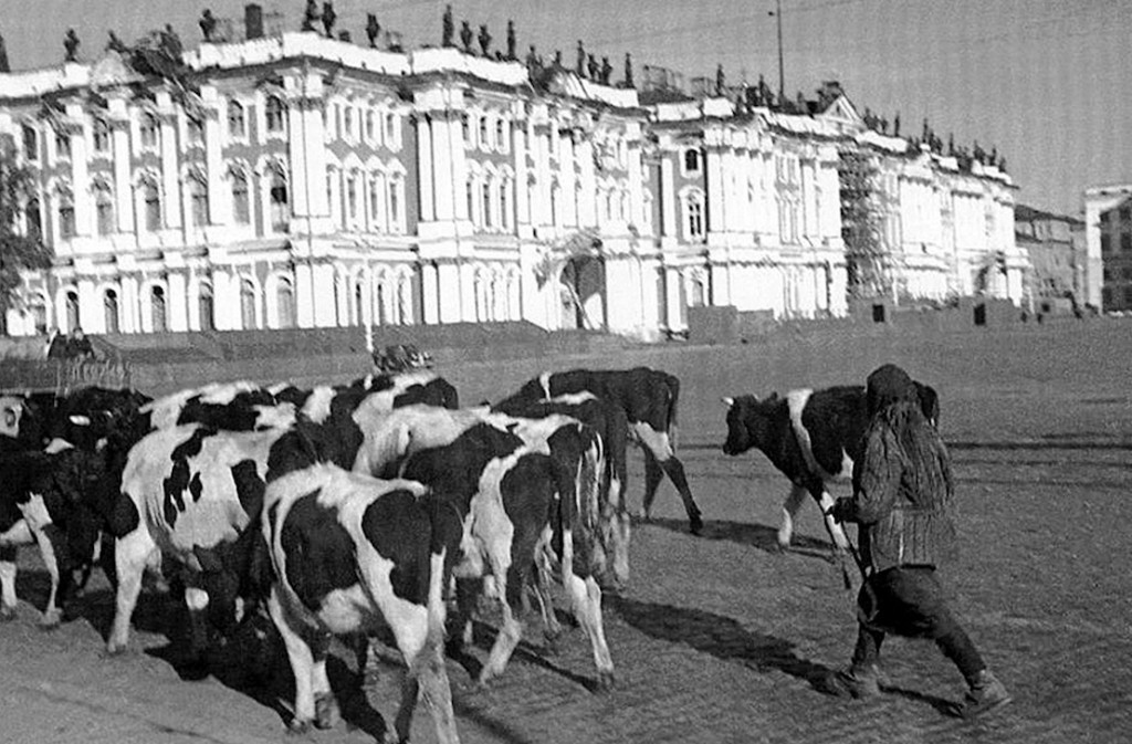 Перегон скота на Дворцовой площади, 1941 год.